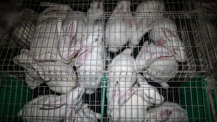 Des lapins en cage pris en photo par l'association L214, dans un élevage&nbsp;à Domalain (Ille-et-Vilaine), en mai 2022 (L214)