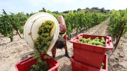 Les vendanges précoces dans un vignoble de Fitou (Aude), le 28 juillet 2020.&nbsp; (RAYMOND ROIG / AFP)