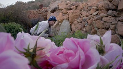 Importée de Damas, il y a plusieurs siècles par les Ottomans, cette rose est jalousement cultivée de nos jours par les habitants de Taïf. Populaire en tant que fleur de jardin ou coupée, elle est aussi très convoitée pour la production d'huile essentielle destinée à la parfumerie et à la cosmétique.  ( Amr Nabil/AP/SIPA)