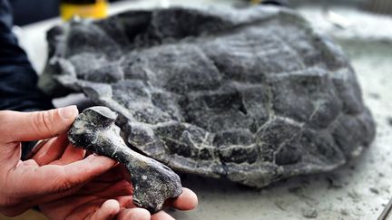 Ce fossile de tortue, &acirc;g&eacute; d'environ 215 millions d'ann&eacute;es, a &eacute;t&eacute; d&eacute;couvert en 2008 dans le sud de la&nbsp;Pologne. (JANEK SKARZYNSKI / AFP)