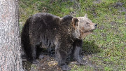 Ours brun dans le parc animalier Les Angles, le 02 mars 2019. (MICHEL CLEMENTZ / MAXPPP)