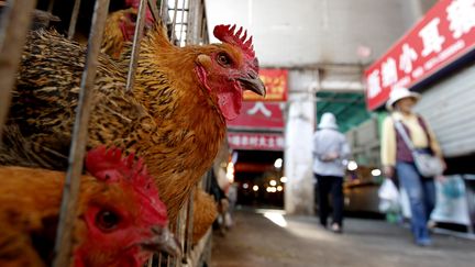 Des poulets &agrave; vendre sur un march&eacute; de Kunming City, dans la province du Yunnan (Chine), le 3 avril 2013. (YANG ZHENG / IMAGECHINA / AFP)