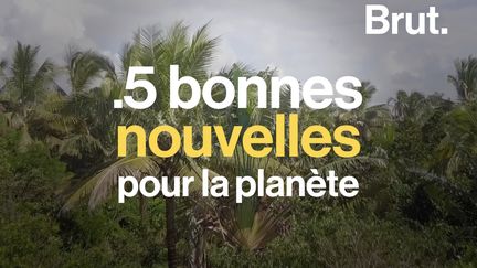 Voici 5 bonnes nouvelles pour la planète en février 2020.