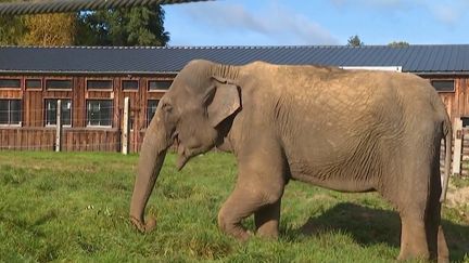 Les éléphants qui ont passé leur vie dans les cirques ou les zoos ont également le droit de passer une retraite paisible.&nbsp;Un sanctuaire les accueille en Haute-Vienne. (CAPTURE D'ÉCRAN FRANCE 3)