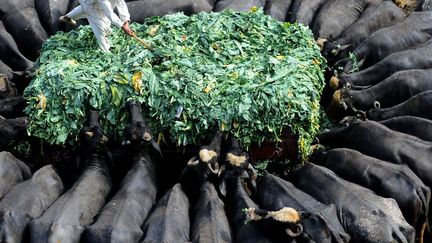 Un &eacute;leveur nourrit son b&eacute;tail &agrave; Lahore (Pakistan), le 22 f&eacute;vrier 2012. (ARIF ALI / AFP)