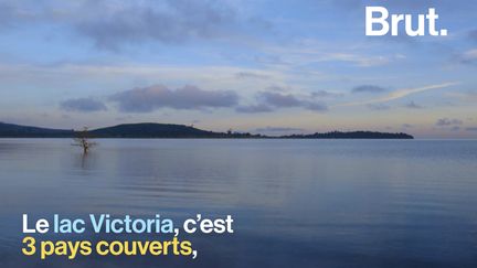 La biodiversité du Lac Victoria en Afrique est en train d'être décimée. Voilà pourquoi.