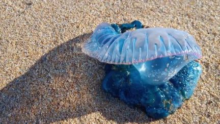 Vendée : gare aux physalis échouées sur les plages (France 2)