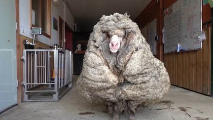 Baarack, un mouton sauvage, a été retrouvé dans une forêt australienne. Il s’était égaré il y a cinq ans et portait 35 kilos de laine.&nbsp; (France 3)