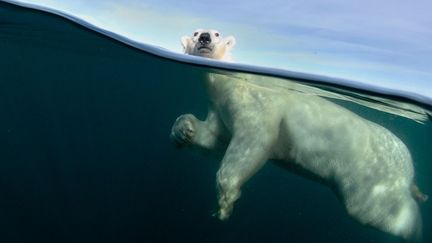 rien ne me met plus en joie que de pouvoir les approcher, au large, loin de tout iceberg, afin que le plantigrade ne puisse pas, me prenant pour une proie me sortir de l'eau d'un coup de patte. Relié au bateau par un solide harnais, j'observe depuis un long moment une femelle. Moins (…) agressive que les mâles, celle-ci est encore jeune. Timide et curieuse, la voici qui s'approche du dôme du caisson abritant mon appareil photo sous-marin. Mon cœur bat la chamade mais je décide d'attendre. La voici (qui) s'avance encore un peu jusqu'à toucher du bout du nez mon caisson. Surprise par cette matière inconnue, elle se recule brusquement puis s'éloigne de ce qu'elle a dû identifier comme un simple intrus dans son monde. L'instant est fabuleux et je l'immortalise sur la pellicule. Pouvais-je me douter que ce cliché de l'oursonne mi-air, mi-eau, semblant esquisser un pas de danse, allait faire le tour du monde ?» 20.000 à 25.000 individus: le déclin de la population d’ours polaires vaut à l’espèce d’être classée «vulnérable» par l’ONG Union internationale pour la conservation de la nature. (Joe Bunni)