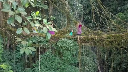 Les forêts couvraient autrefois la moitié de la surface du globe, c'est moins de 10% aujourd'hui. En Inde, il existe une tribu qui construit des ponts vivants entre les arbres. (FRANCE 2)