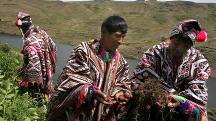 Des paysans du "Parc de la pomme de terre" à Cuzco au Pérou. (JAIME RAZURI / AFP)