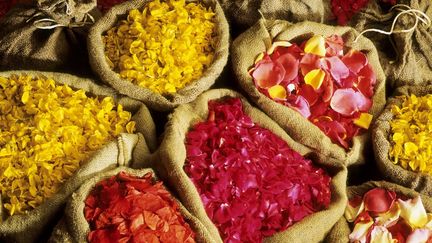 Récolte des fleurs à Grasse
 (J-Charles Gérard / Photononstop)