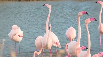 Camargue : la séduisante parade amoureuse des flamants rose