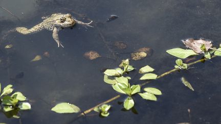 Une grenouille dans la Loire, à Ancenis (Loire-Atlantique), le 11 août 2020. (SEBASTIEN SALOM-GOMIS / AFP)