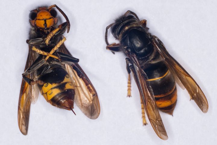 Des frelons asiatiques &agrave; l'Institut de recherche sur la biologie de l'insecte, &agrave; Tours (Indre-et-Loire), le 30 septembre 2014. (GUILLAUME SOUVANT / AFP)