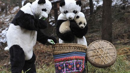 Des chercheurs utilisent des d&eacute;guisements de panda pour approcher les petits dans une r&eacute;serve &agrave; Wolong (Chine), le 20 f&eacute;vrier 2011. (CHINA DAILY / REUTERS)