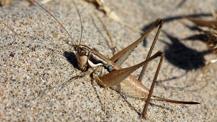 Sauterelles : les champs de Sardaigne littéralement envahis