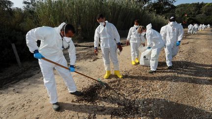 Les employés de la ville d'Hyères nettoient les plages polluées par des boulettes d'hydrocarbures. (LAURENT MARTINAT / MAXPPP)