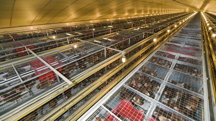 Des poules sont élevées en cage en Moselle, le 4 février 2006. (CLAUDIUS THIRIET / BIOSPHOTO / AFP)