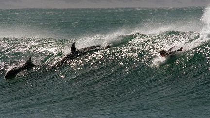 Pas de requin, mais deux dauphins et un surfeur &agrave; Jeffrey's Bay, en Afrique du Sud. C'est l&agrave; qu'un apn&eacute;iste a &eacute;t&eacute; tu&eacute; par un requin, le 11 octobre 2013. (ANNA ZIEMINSKI / AFP)