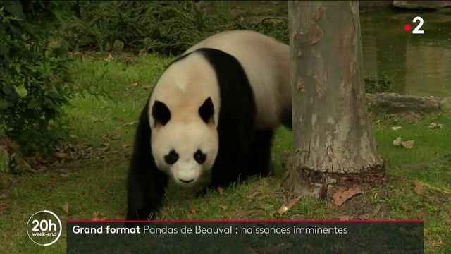 Video Zoo De Beauval Deux Bebes Pandas Vont Bientot Voir Le Jour