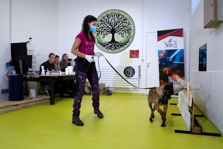 13 mai 2020 à l'école vétérinaire de Maison-Alfort. Une femme apprend à son chien à détecter&nbsp;un matériau infecté par le Covid-19. Grâce à leur odorat très développé, ces chiens renifleurs réalisent des prouesses.&nbsp; (JOEL SAGET / AFP)