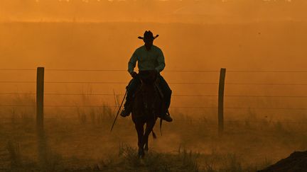 Un cowboy à Sinop, au Brésil, le 10 août 2020. (CARL DE SOUZA / AFP)