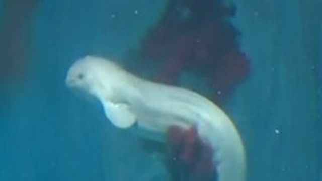 Video La Naissance D Un Bebe Baleine Blanche Filmee En Chine