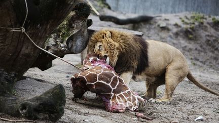 Un des lions du zoo de Copenhague&nbsp;(Danemark) d&eacute;vore la carcasse de Marius, un jeune girafon abattu par les autorit&eacute;s, le 9 f&eacute;vrier 2014. (KASPER PALSNOV / SCANPIX DENMARK / AFP)