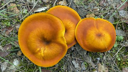 Le clitocybe de l'olivier est toxique. Il est souvent confondu avec la girolle qui, elle, est comestible. (JEAN-MARC LALLEMAND / MAXPPP)