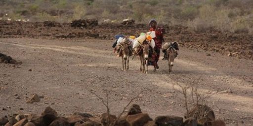 Une femme en train de chercher un pâturage pour ses ânes au milieu du désert au nord de Djibouti (17-8-2011) (AFP - ABDOURAZAK ALI )