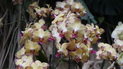 Phalaenopsis 'Papagayo' (ISABELLE MORAND / RADIO FRANCE)