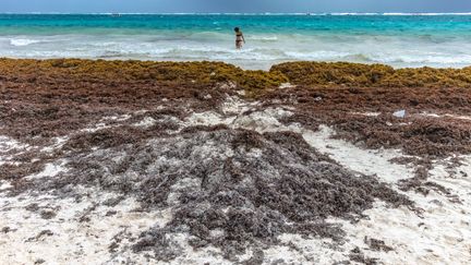 Un million de tonnes de sargasses sont annoncées sur les plages du Yucatán cette saison. (DAVID HIMBERT / HANS LUCAS)