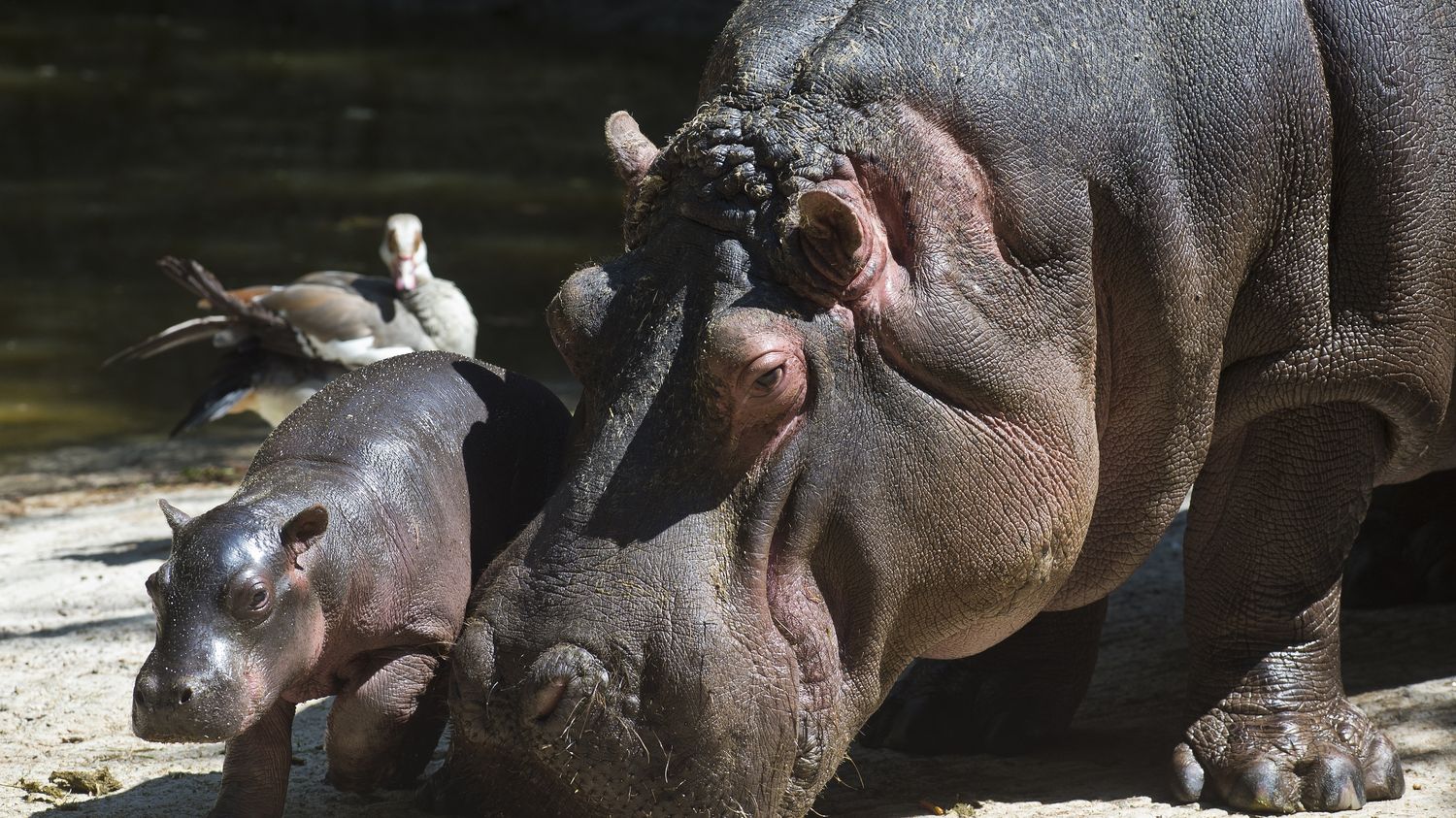 Video Ce Bebe Hippopotame Attend Que Vous Lui Donniez Un Nom