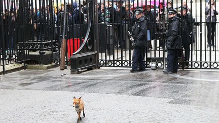 Un renard se prom&egrave;ne sur Downing Street &agrave; Londres (Royaume-UNi), le 24 mars 2015. (JOE PEPLER / REX / SIPA)