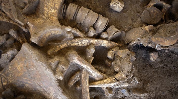 Quatre vert&egrave;bres encore connect&eacute;es ont &eacute;t&eacute; retrouv&eacute;es, passant sous les omoplates du mammouth. (LOIC VENANCE / AFP)