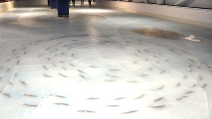 Japon : une patinoire avec 5 000 poissons piégés dans la glace fait scandale