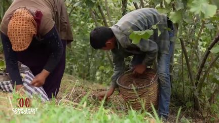 En Turquie, des mineurs au travail dans les champs de noisetiers où se fournirait Ferrero pour son Nutella