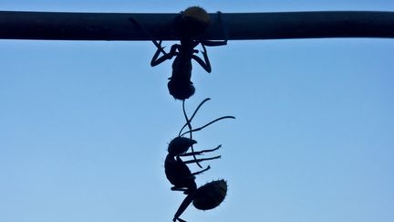 Des chercheurs ont compté toutes les populations de fourmis, à l’échelle du globe. Ils&nbsp;ont découvert que près de 2/3 de ces fourmis - 61% - vivent dans les forêts tropicales humides et les savanes tropicales. (RUY BARBOSA PINTO / MOMENT RF / GETTY IMAGES)