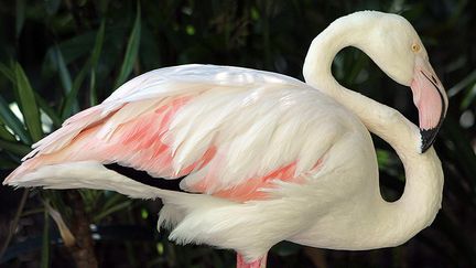 Greater, h&eacute;berg&eacute; dans le zoo d'Ad&eacute;la&iuml;de (Australie), &eacute;tait le flamant rose le plus &acirc;g&eacute; du monde. (NICOLE MILLER / ADELAIDE ZOO)