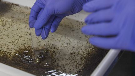 Le centre de recherches Fiocruz produit chaque semaine 1,6 million de moustiques qu'elle lâche afin de réduire le risque de transmission de virus. (APU GOMES / AFP)