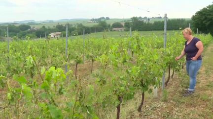 Orages : les vignes touchées par la grêle