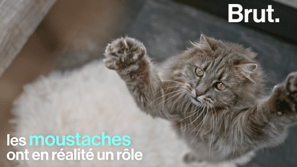 Elles rendent le chat encore plus mignon. Pas seulement pour le style, les moustaches ont en réalité un rôle pour connecter le chat à son environnement.