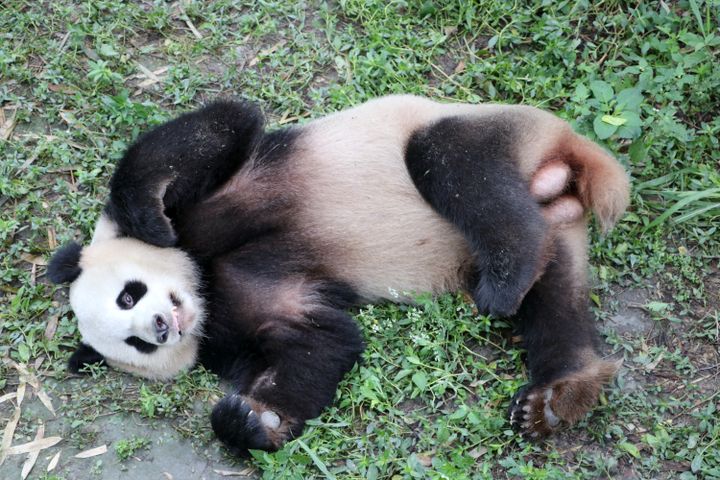 Jiao Qing, panda mâle de 7 ans, séjournera avec sa congénère&nbsp;Meng Meng dans la capitale allemande pendant quinze&nbsp;ans, avant de regagner sa Chine natale. (DPA)