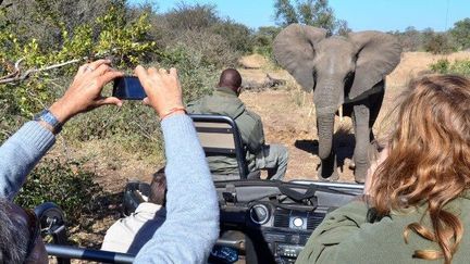 Rencontre  avec l'un des «big five» au parc Kruger, la partie sud-africaine du Limpopo. (Antoine Lorgnier/ Biosphoto)