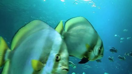 Le grand aquarium&nbsp;Nausicaa&nbsp;sur la côte d'Opale à&nbsp;Boulogne-sur-Mer&nbsp;(Pas-de-Calais)&nbsp;propose des milliers&nbsp;d'espèces&nbsp;à&nbsp;découvrir.&nbsp;Des requins, des raies ou encore des lions de mer.&nbsp;Visite guidée avec les soigneurs et plongeurs. (FRANCE 2)