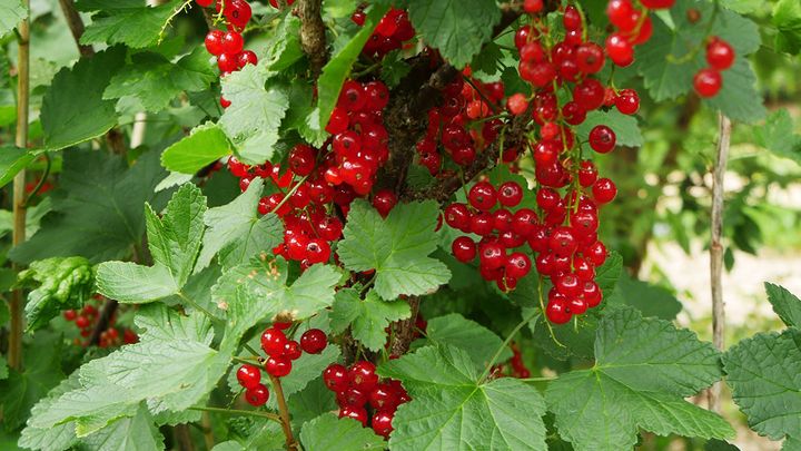 Les fruits de 'Wilder' ont une saveur équilibrée entre acide et sucre.&nbsp; (ISABELLE MORAND / RADIO FRANCE / FRANCE INFO)