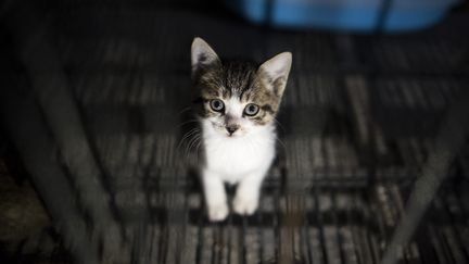 Alors que la fumée envahissait l'appartement, le chaton de 6&nbsp;mois s'est mis à donner des coups de pattes&nbsp;à son maître pour le réveiller. (Photo d'illustration) (JOHANNES EISELE / AFP)