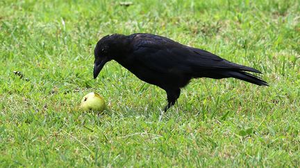 Une corneille noire à Bagnères-de-Luchon&nbsp;(Haute-Garonne). (SYLVESTRE / MAXPPP)