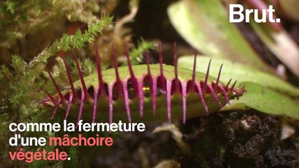 Les insectes tombent souvent sous l'emprise de ces prédateurs voraces. Voici comment les plantes carnivores fonctionnent.